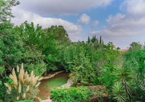 הרימון-26